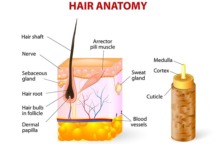 hair under microscope labeled